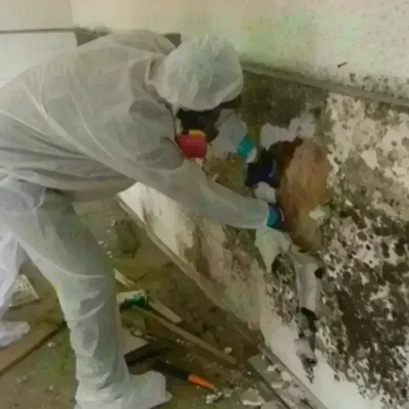 Mold Remediation and Removal in Holden, ME